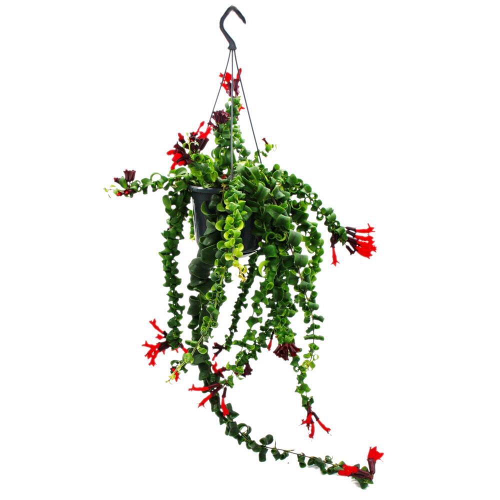 Plante rouge à lèvres Rasta – vue originale de la boutique 1
