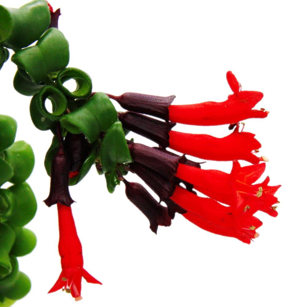 Plante rouge à lèvres Rasta – vue originale de la boutique 2