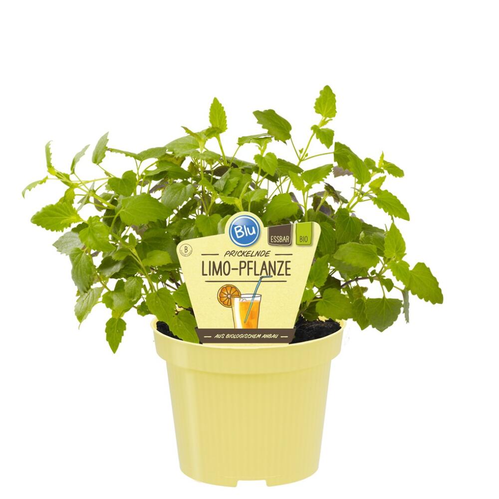 Original-Shopaufnahme: Limonadenpflanze - Limokraut in BIO-Qualität - Agastache mexicana - Kräuterpflanze im 12cm Topf