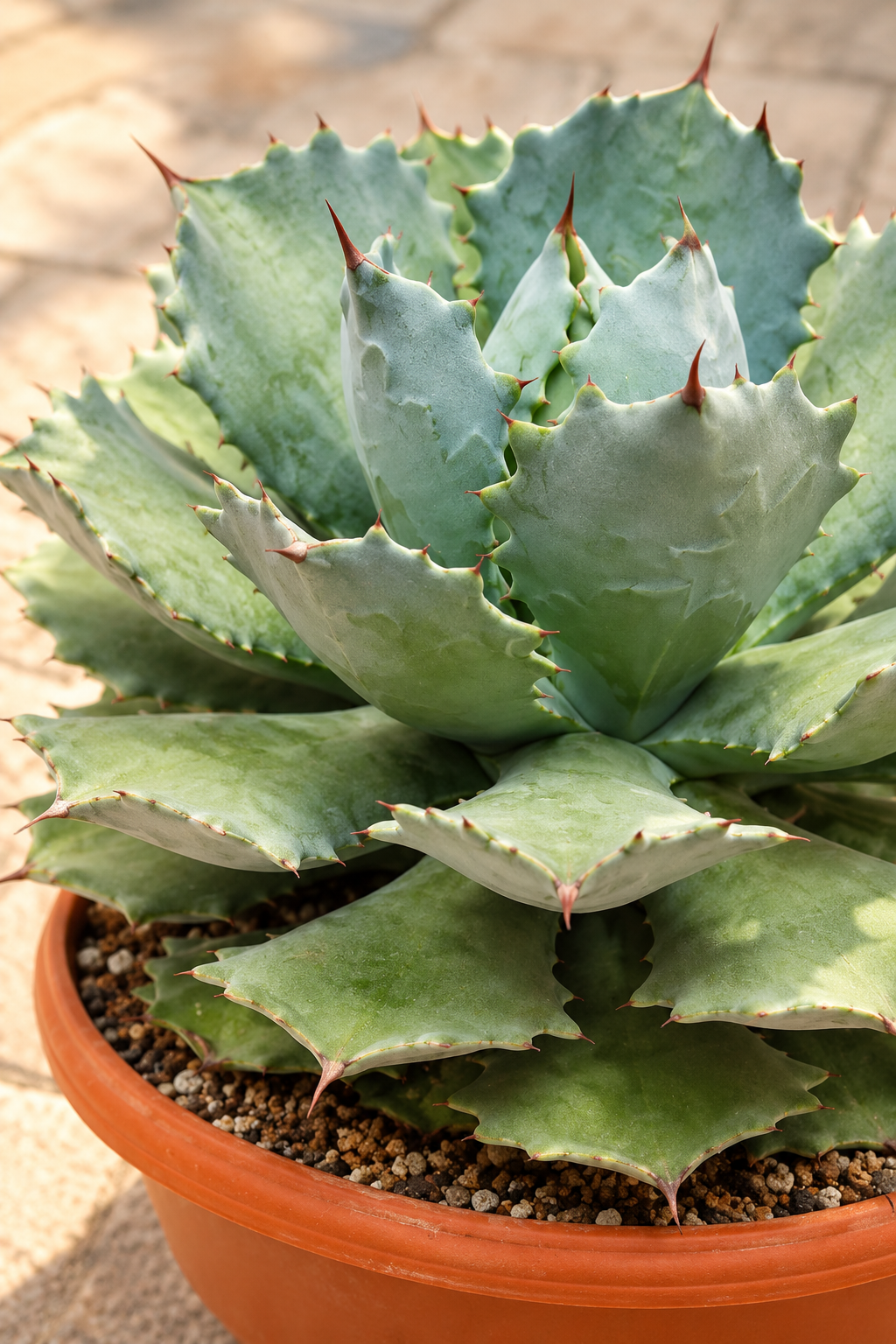 AI detail view: Agave potatorum
