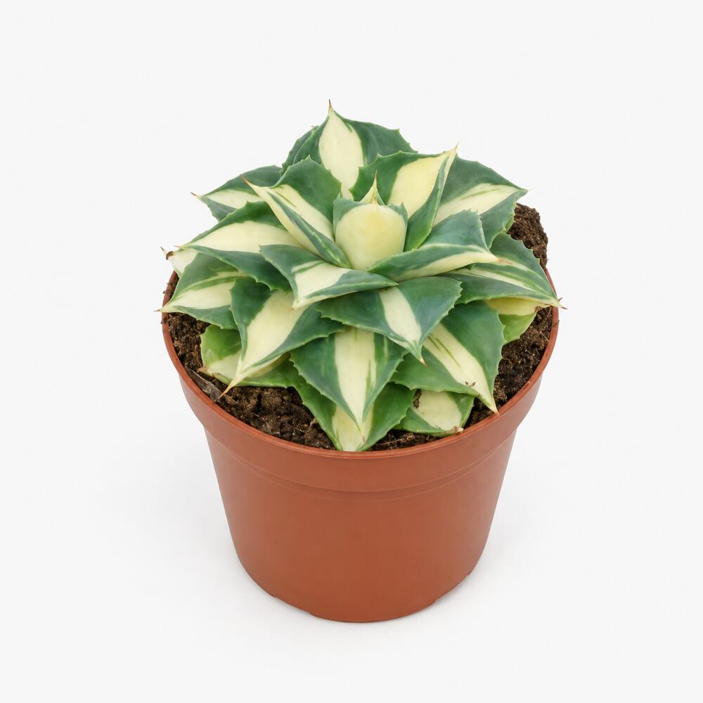 Agave potatorum Gold auf unveränderter sauberer Original-Shopansicht