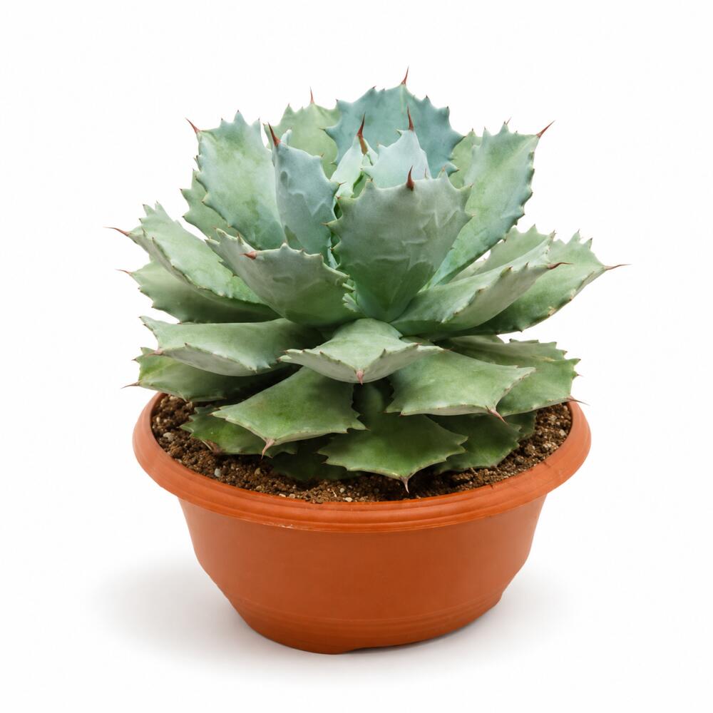 Unchanged original shop photograph: Agave potatorum