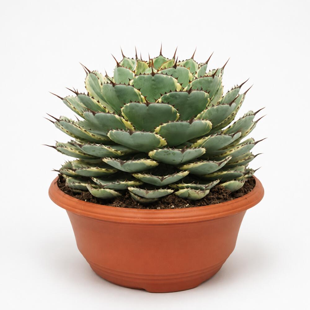 Agave potatorum bordée clair dans la grande coupe de 35 cm sur photo commerciale inchangée