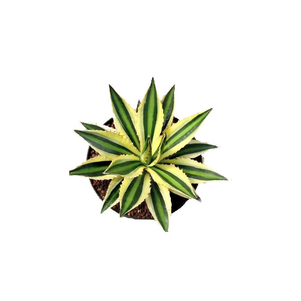 Draufsicht auf die sternförmige grün-gelbe Rosette der Agave Quadricolor