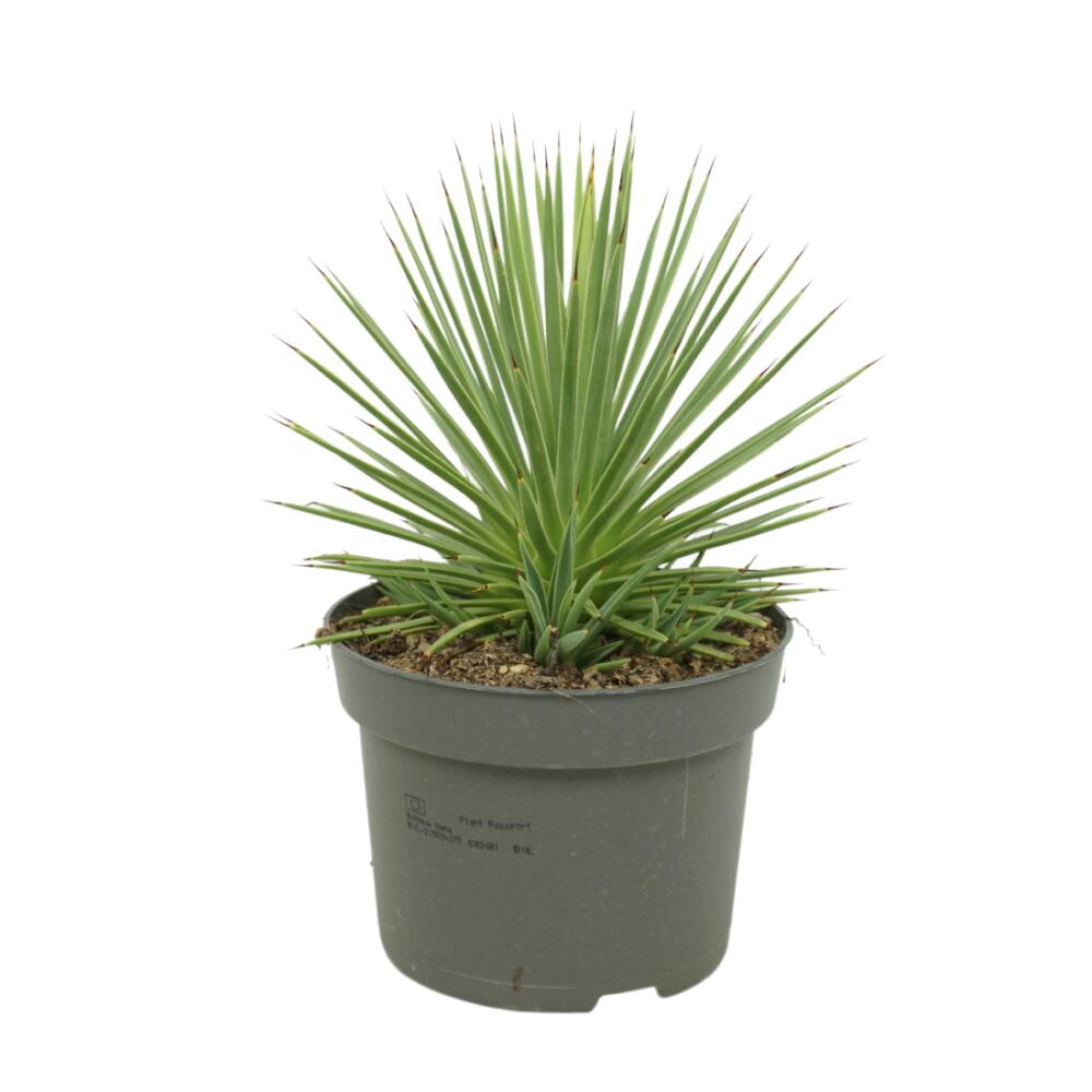 Agave striata – vue originale de la boutique 1