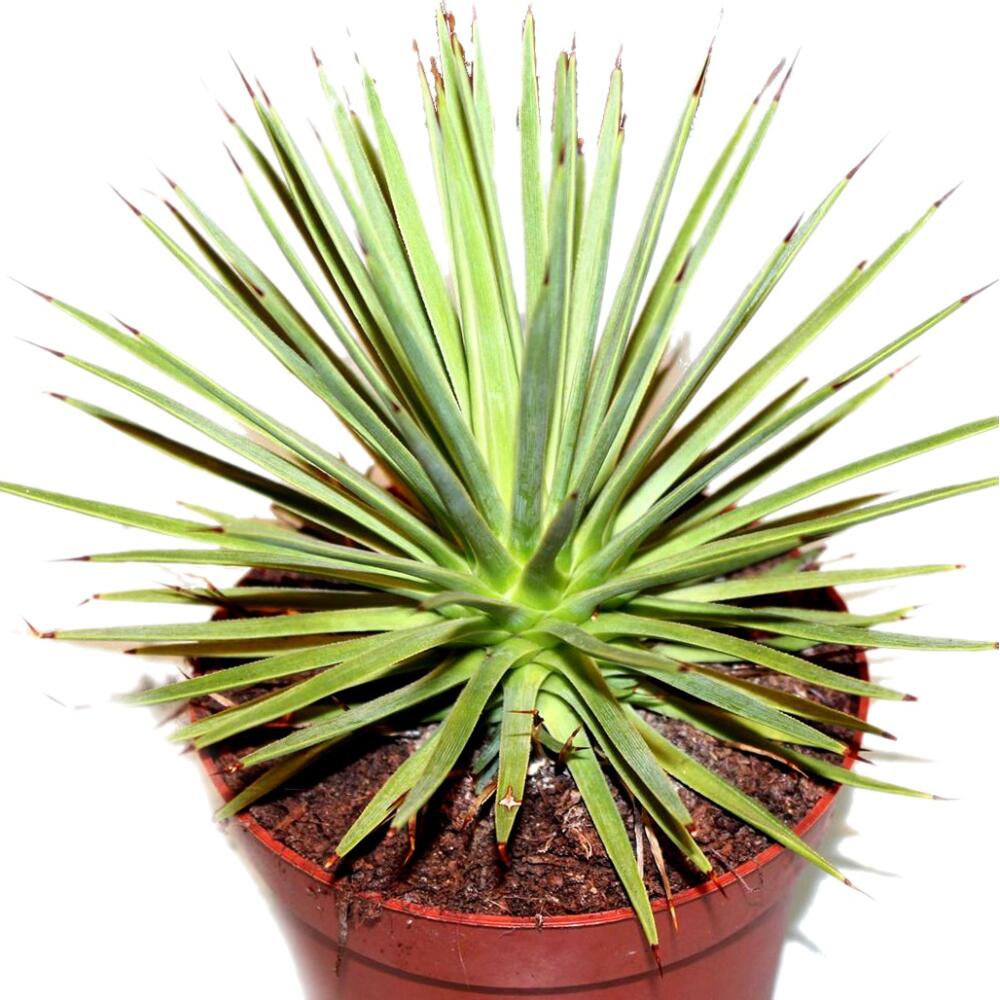 Agave striata – vue originale de la boutique 2