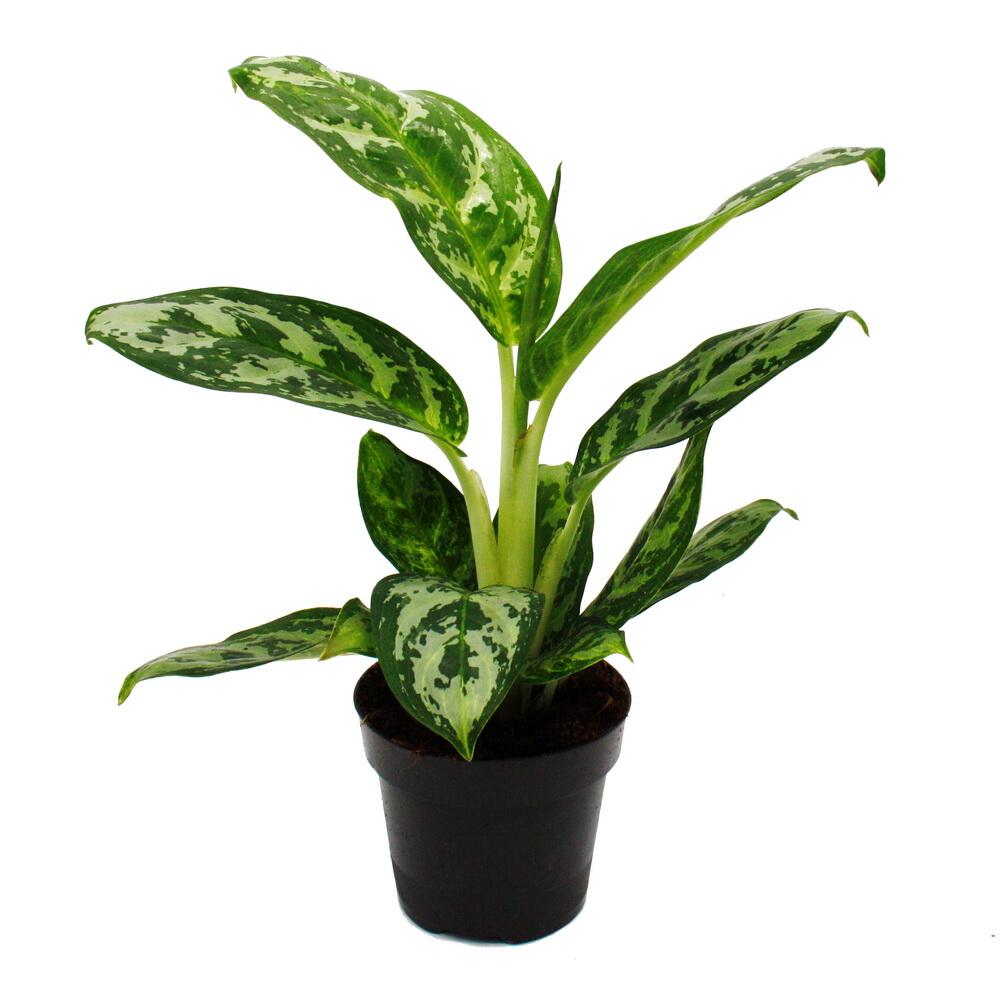 Original shop photograph: Aglaonema Amazon Silver – colourful-leaved Chinese evergreen – unusual varieties – 12 cm – about 25–30 cm tall