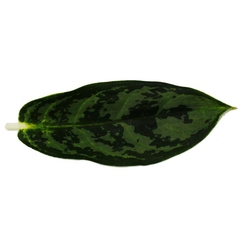 Original shop detail: leaf markings of Aglaonema 'Amazon Silver'