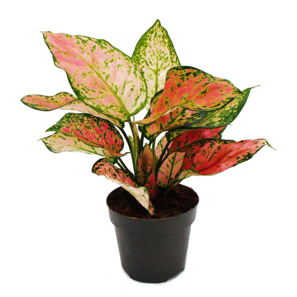 Original-Shopaufnahme: Aglaonema Crimson Love - Buntblättriger Kolbenfaden - Ausgefallene Sorten - 12cm - ca. 25-30cm hoch
