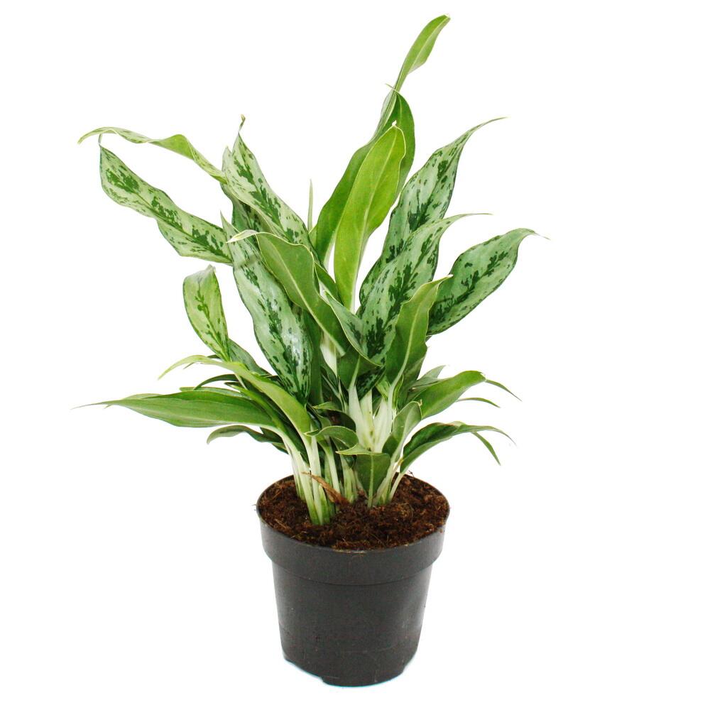 Photo originale de boutique : Aglaonema Greyhound – aglaonéma à feuilles colorées – variétés inhabituelles – 12 cm – hauteur environ 25–30 cm