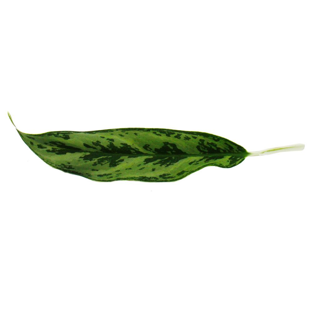 Détail original de boutique : dessin foliaire d’Aglaonema 'Greyhound'
