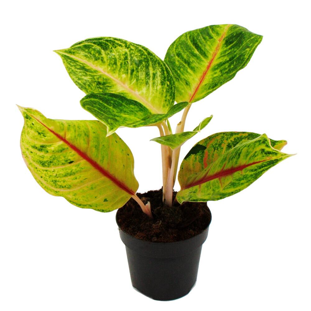Original-Shopaufnahme: Aglaonema Iguana Red - Buntblättriger Kolbenfaden - Ausgefallene Sorten - 12cm - ca. 25-30cm hoch