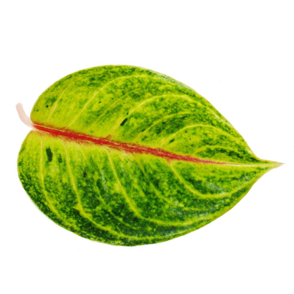 Original-Shopdetail der Blattzeichnung von Aglaonema 'Iguana Red'