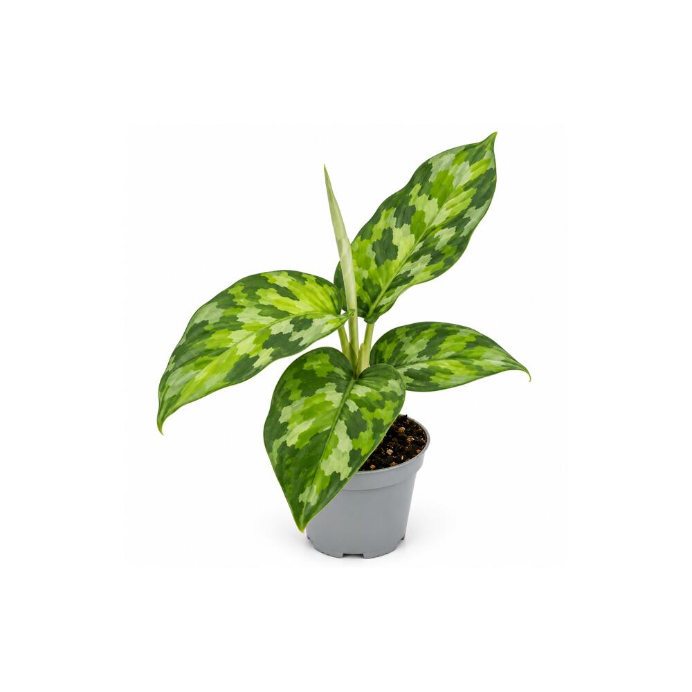 Photo originale propre et inchangée de la boutique : Aglaonema pictum tricolor, feuillage panaché, grande rareté, miniature en pot de 6 cm, env. 8–10 cm de haut