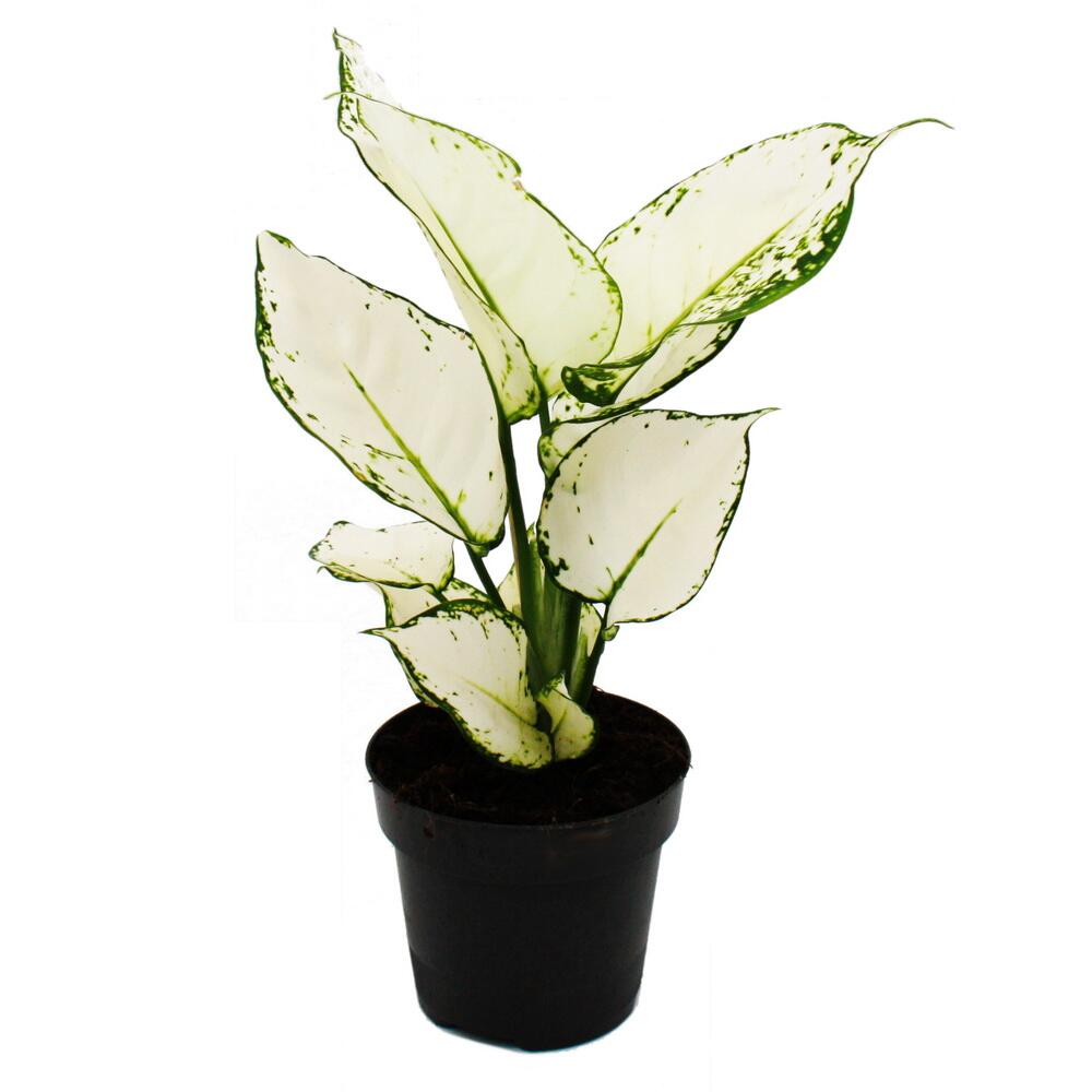 Photo originale du shop : Aglaonema White Joy, aglaonema à feuillage coloré, variétés inhabituelles, 12 cm, hauteur d’environ 25–30 cm