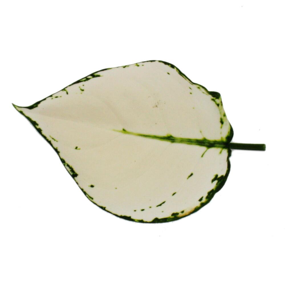 Détail original du shop : dessin foliaire d’Aglaonema « White Joy »
