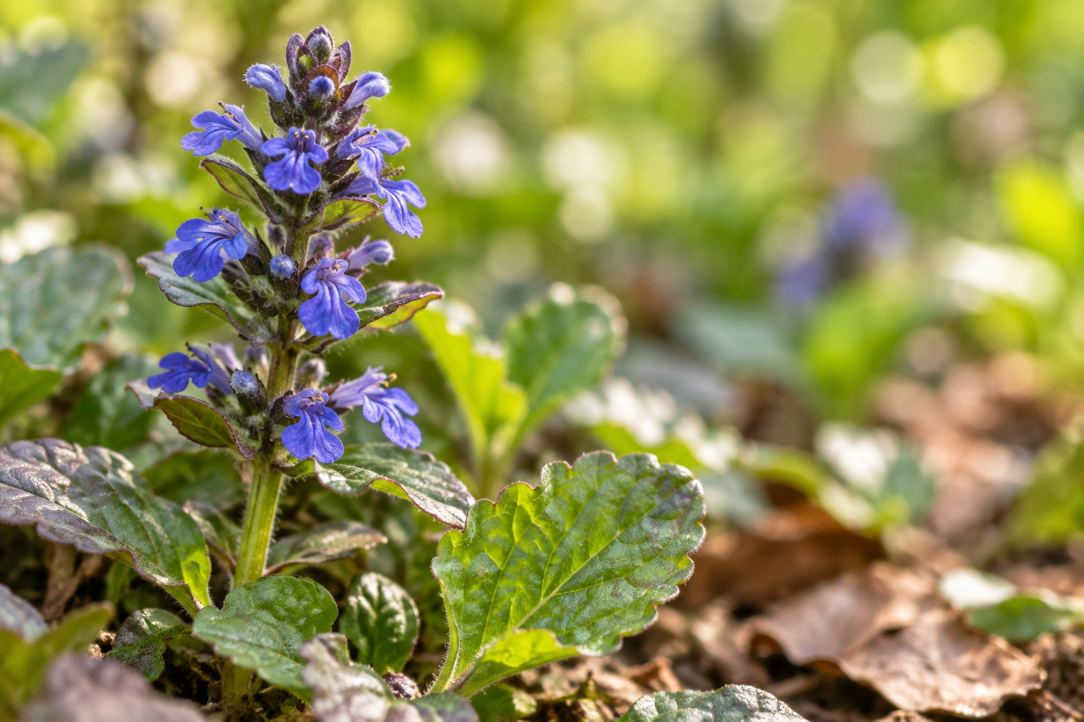 Enlarged AI detail of blue bugle flowers above low foliage