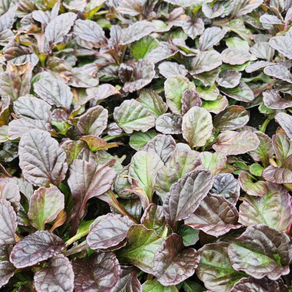 Unchanged original shop photograph: groundcover — creeping bugle — Ajuga reptans — 9 cm pot