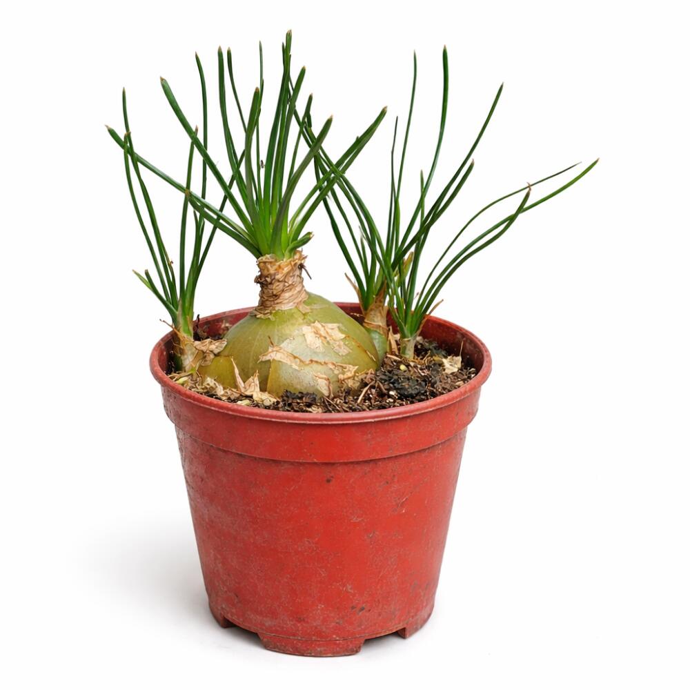 Eigene Albuca humilis mit grüner Zwiebel und dünnen grünen Blättern im Kulturtopf