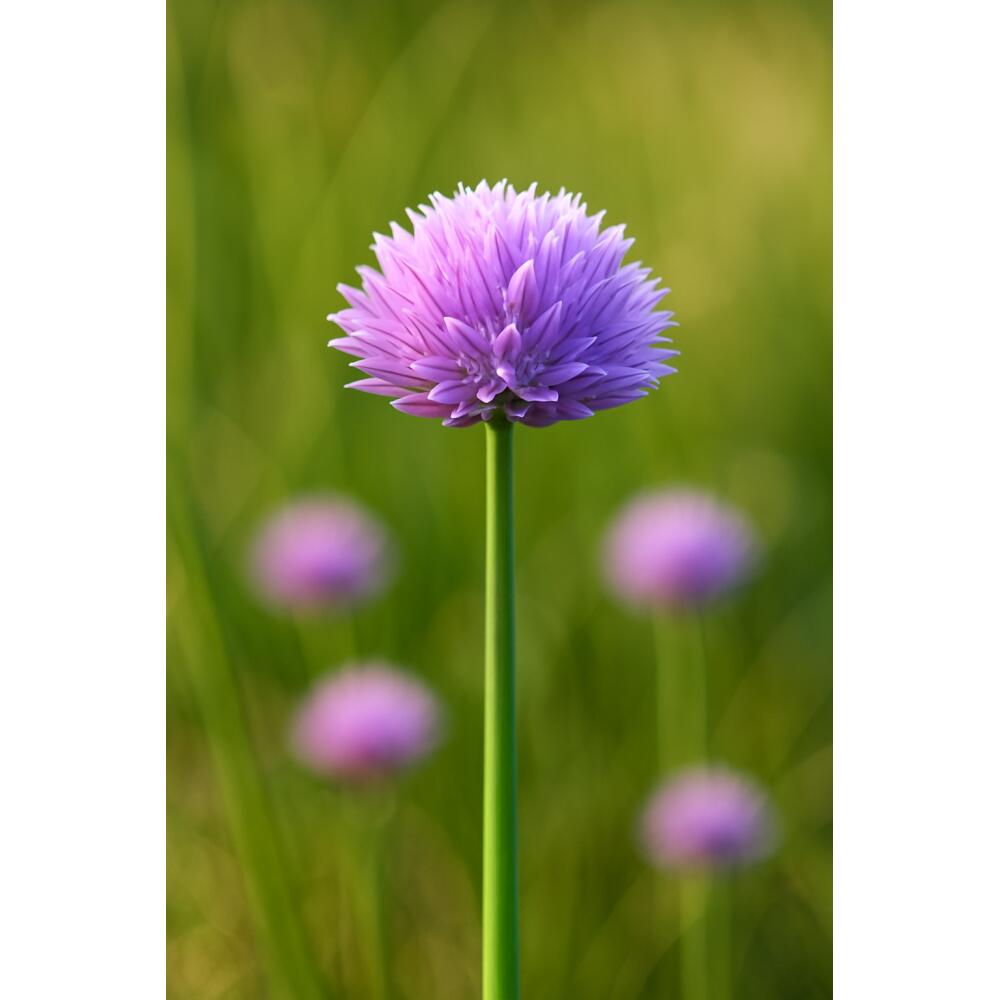 Photo originale du shop : bulbes Exotenherz, ail d’ornement Allium carolinianum, 15 pièces