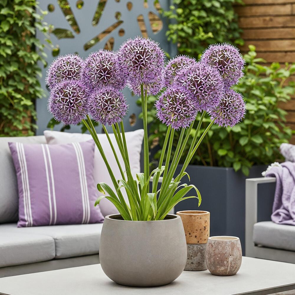 Original shop photograph: Exotenherz flower bulbs, ornamental onion Allium Christophii, 15 pieces, diameter 10–12 cm