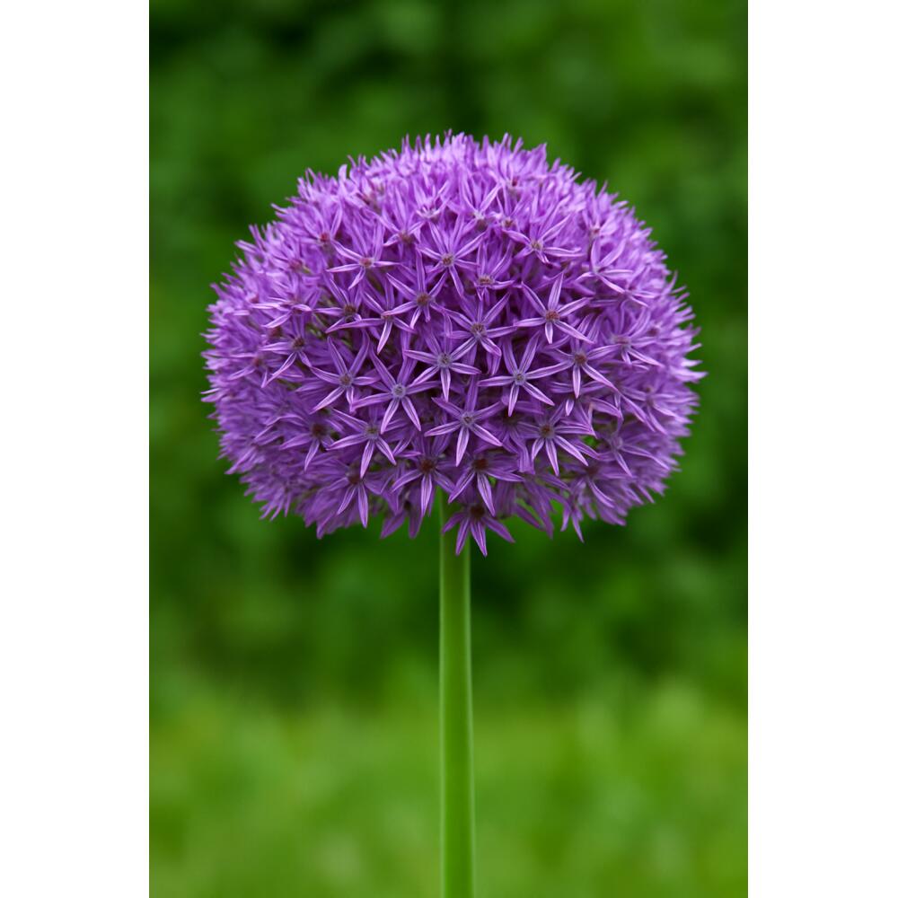Original shop photograph: Exotenherz flower bulbs, ornamental onion Allium Globemaster, 5 pieces