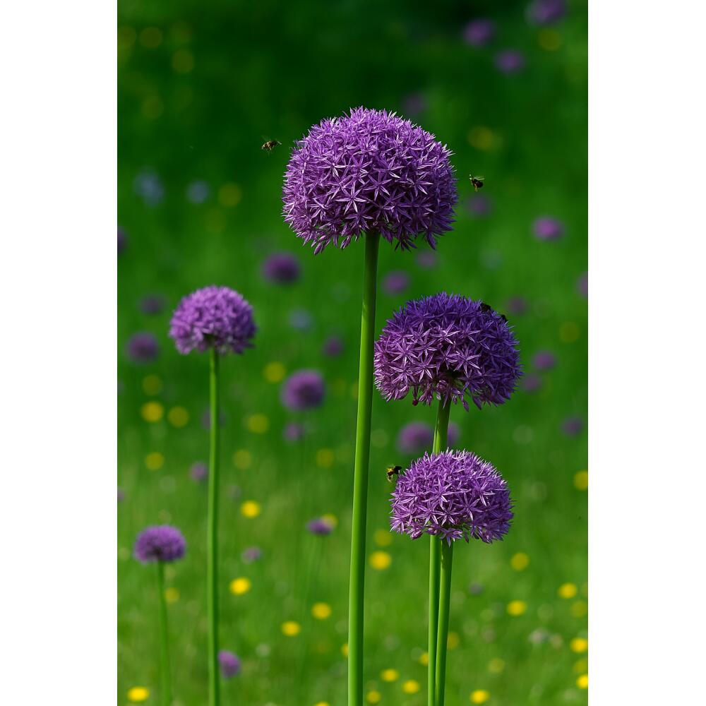 Original shop photograph: Exotenherz flower bulbs, ornamental onion Allium Globemaster, 5 pieces