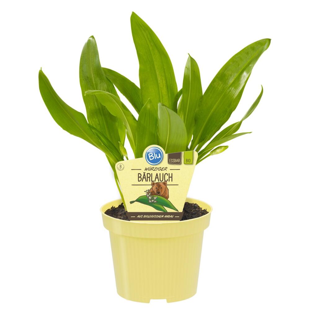 Original shop photograph: organic-quality wild garlic, Allium ursinum, herb plant in a 12 cm pot