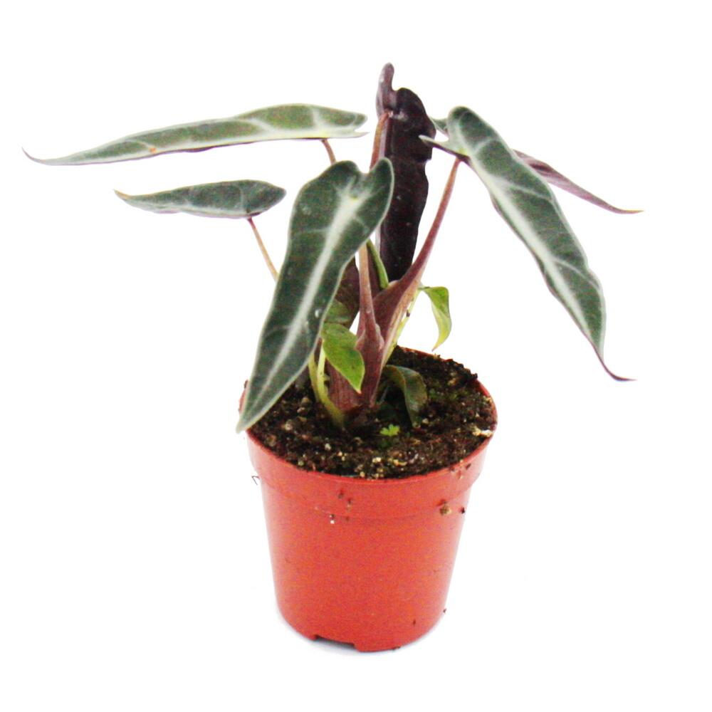 Unveränderte einzelne Original-Shopansicht der kleinen Alocasia Amazonica im rotbraunen 5,5-cm-Kulturtopf