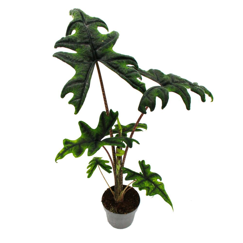 Alocasia tandurusa (Handelsname 'Jacklyn') – unveränderte Original-Shopansicht