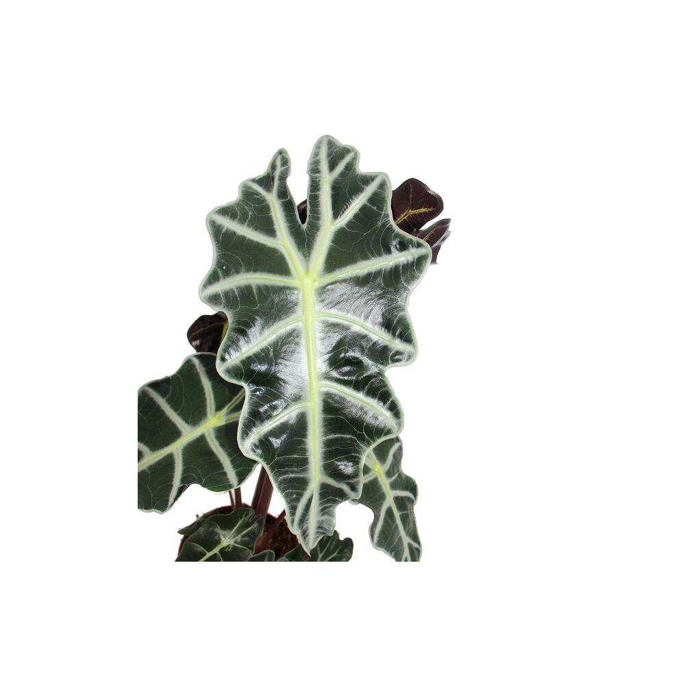Original-Shopaufnahme: Pfeilblatt - Alocasia sanderiana - Tropenwurz - Alokasie