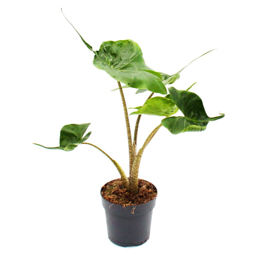 Photo originale du shop : Alocasia macrorrhiza Stingray, alocasia tropical à feuille de raie, pot de 11 cm