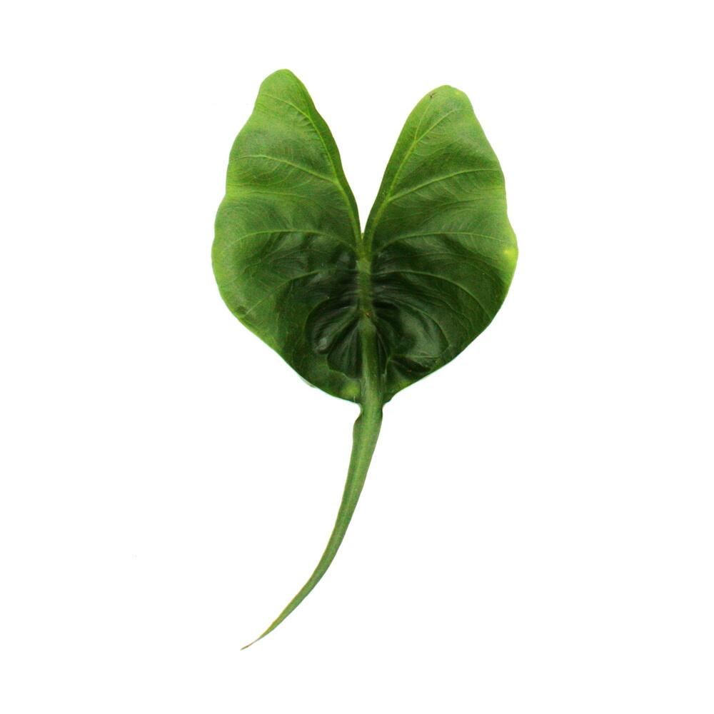 Photo originale du shop : Alocasia macrorrhiza Stingray, alocasia tropical à feuille de raie, pot de 11 cm