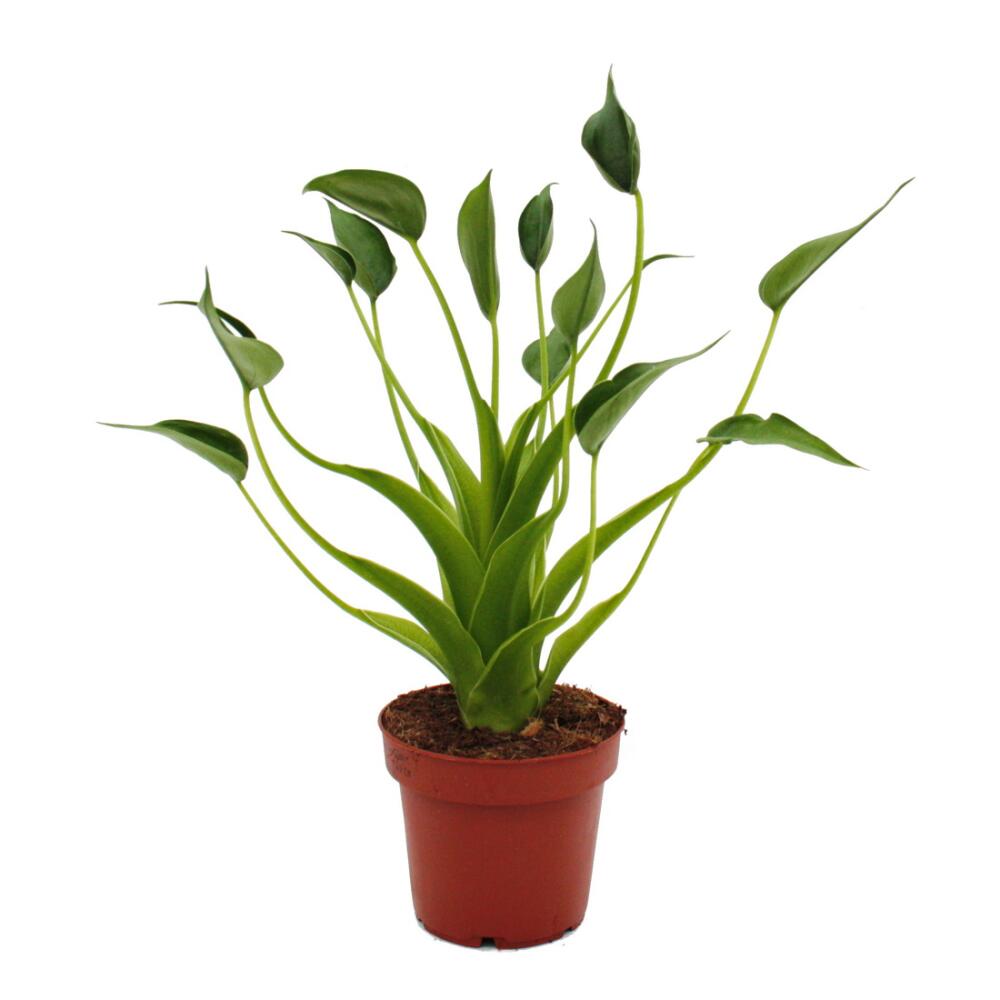 Jeune Alocasia Tiny Dancer avec de nombreuses petites feuilles vertes sur longues tiges courbées en pot de culture de 12 cm