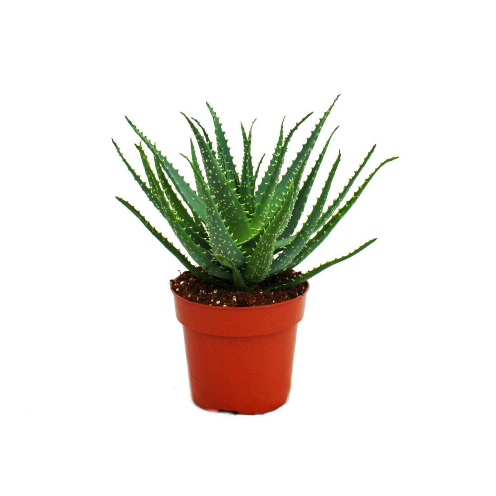 Baum-Aloe – Original-Shopansicht 2