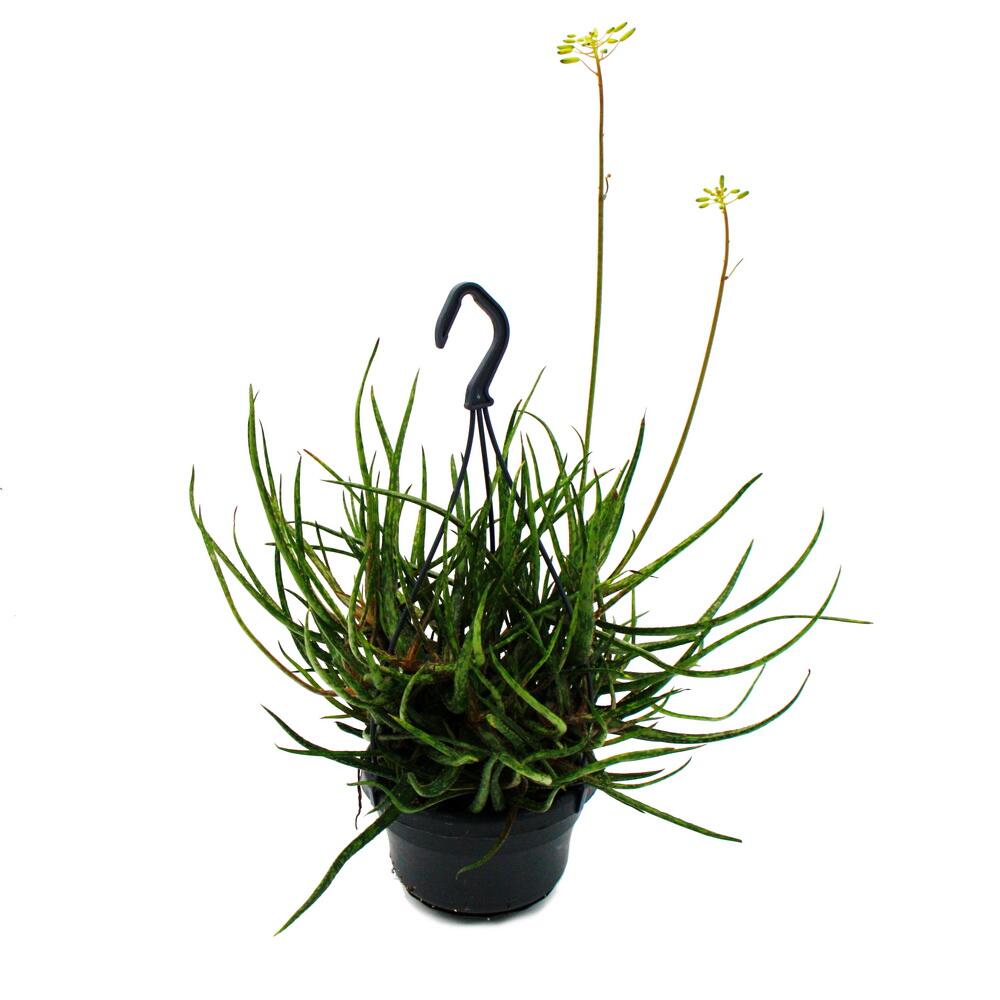 Spinnen-Aloe – Original-Shopansicht 1