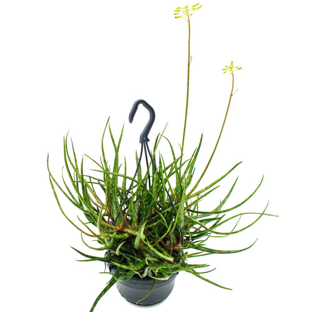 Spinnen-Aloe – Original-Shopansicht 2