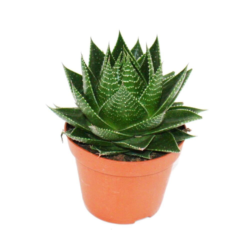 Ball-shaped Aloe Cosmo – original shop view 1