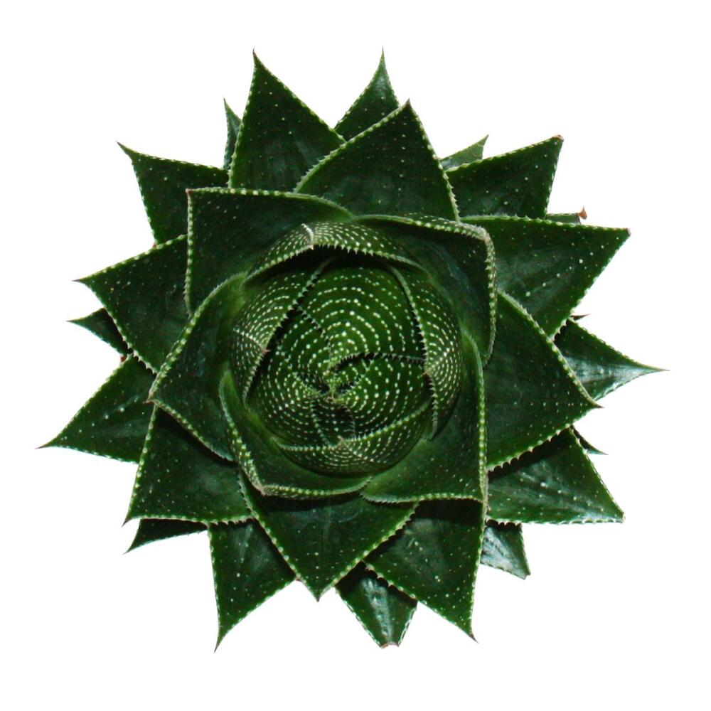 Ball-shaped Aloe Cosmo – original shop view 2
