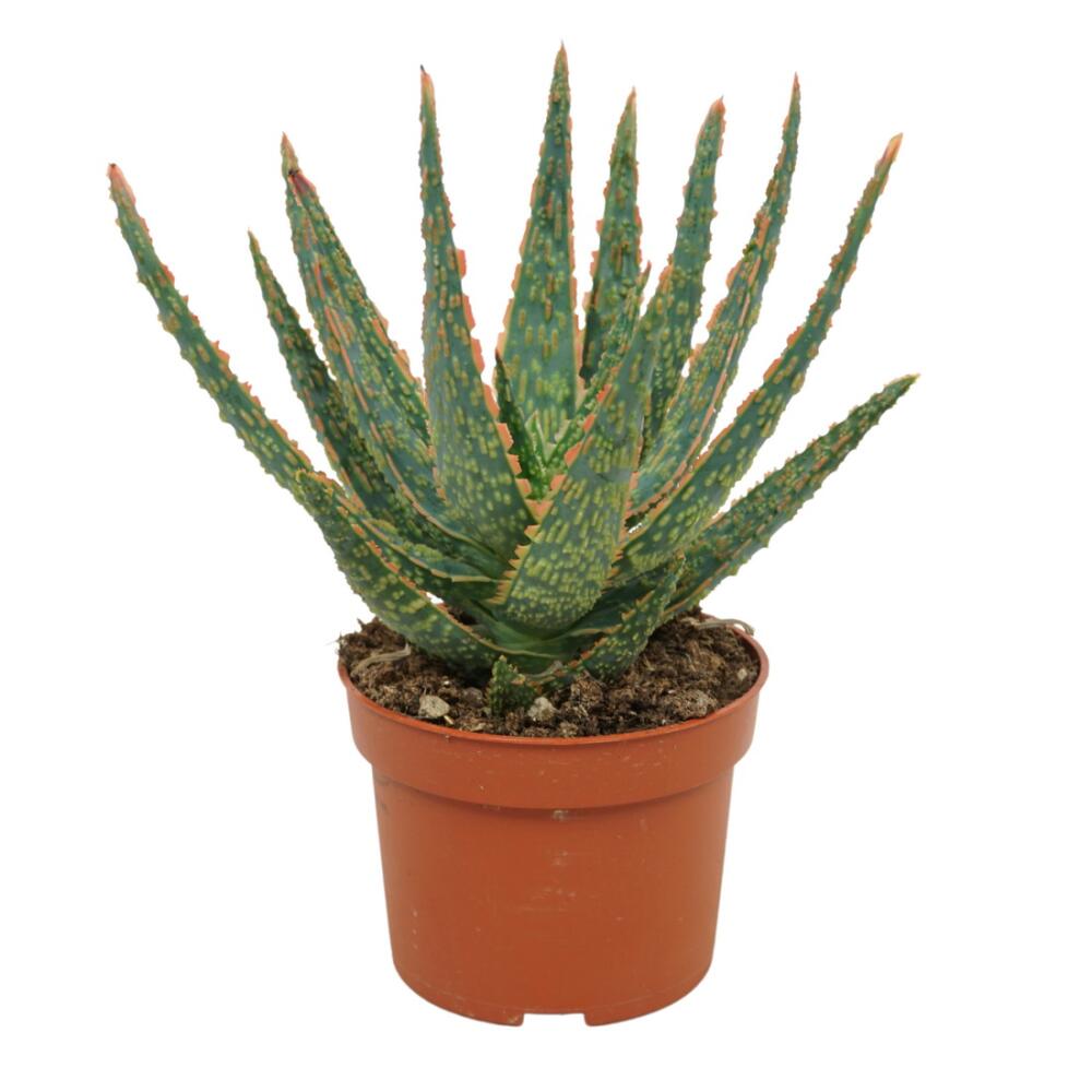 Aloe Danyz – Original-Shopansicht 1