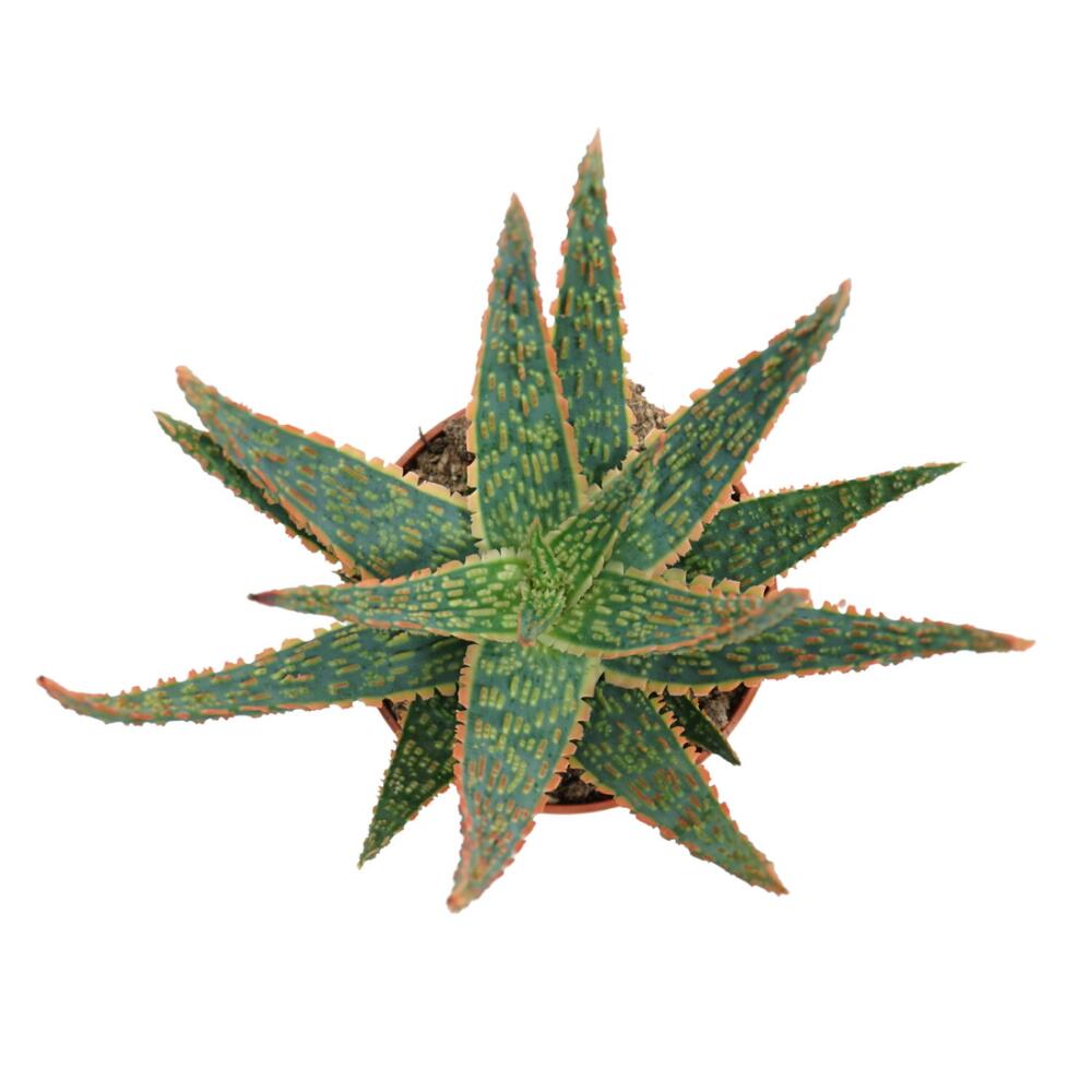 Aloe Danyz – Original-Shopansicht 2
