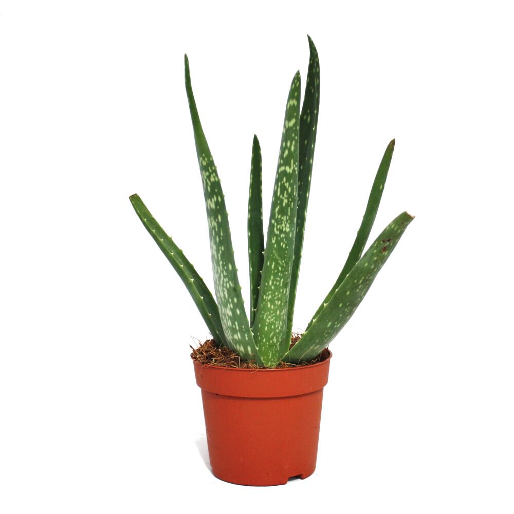 Young Aloe vera with narrow spotted leaves in a 10.5 cm nursery pot
