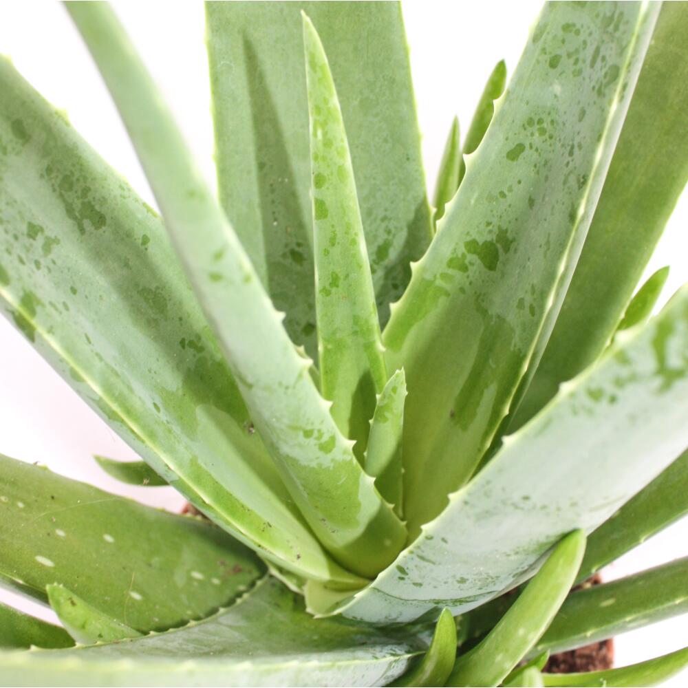 Another original view of the young Aloe vera