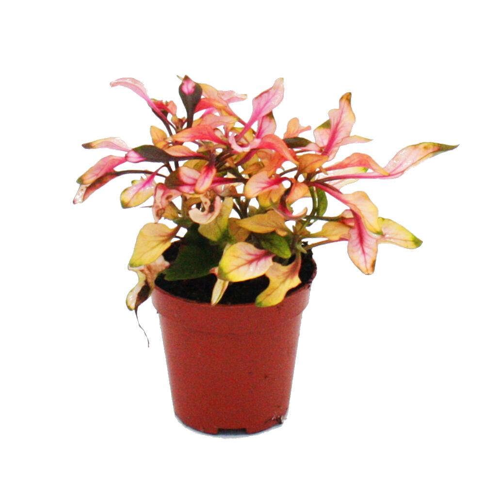 Unverändertes Shoporiginal einer kleinen gelb-rosa-grünen Alternanthera mit rötlichen Trieben im rotbraunen Kulturtopf