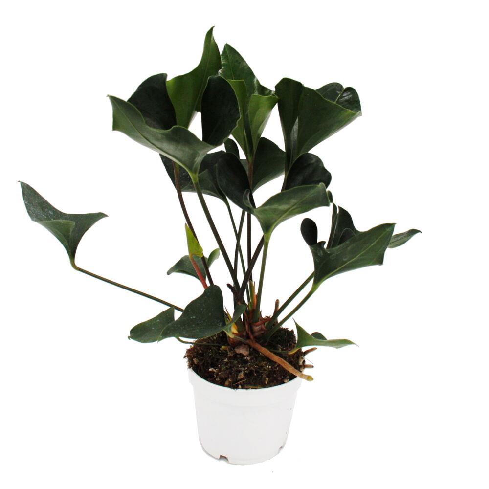 Original-Shopaufnahme: Flamingoblume - Anthurium "Arrow" - 12cm Topf