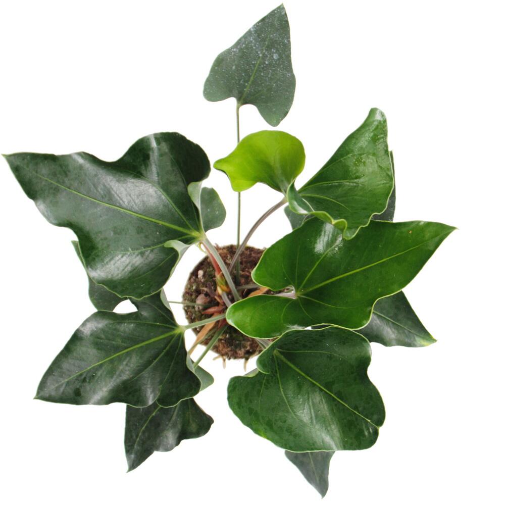 Original-Shopaufnahme: Flamingoblume - Anthurium "Arrow" - 12cm Topf