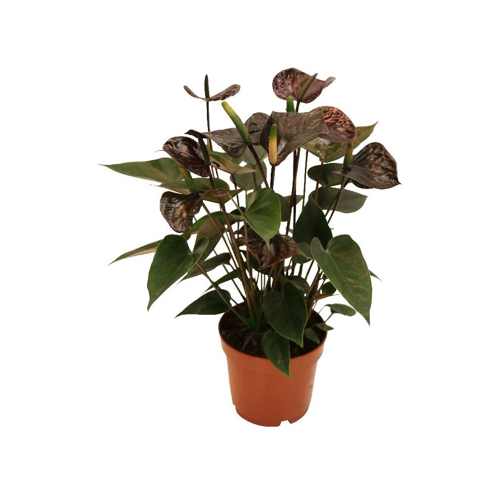 Black Karma anthurium – original shop view 1