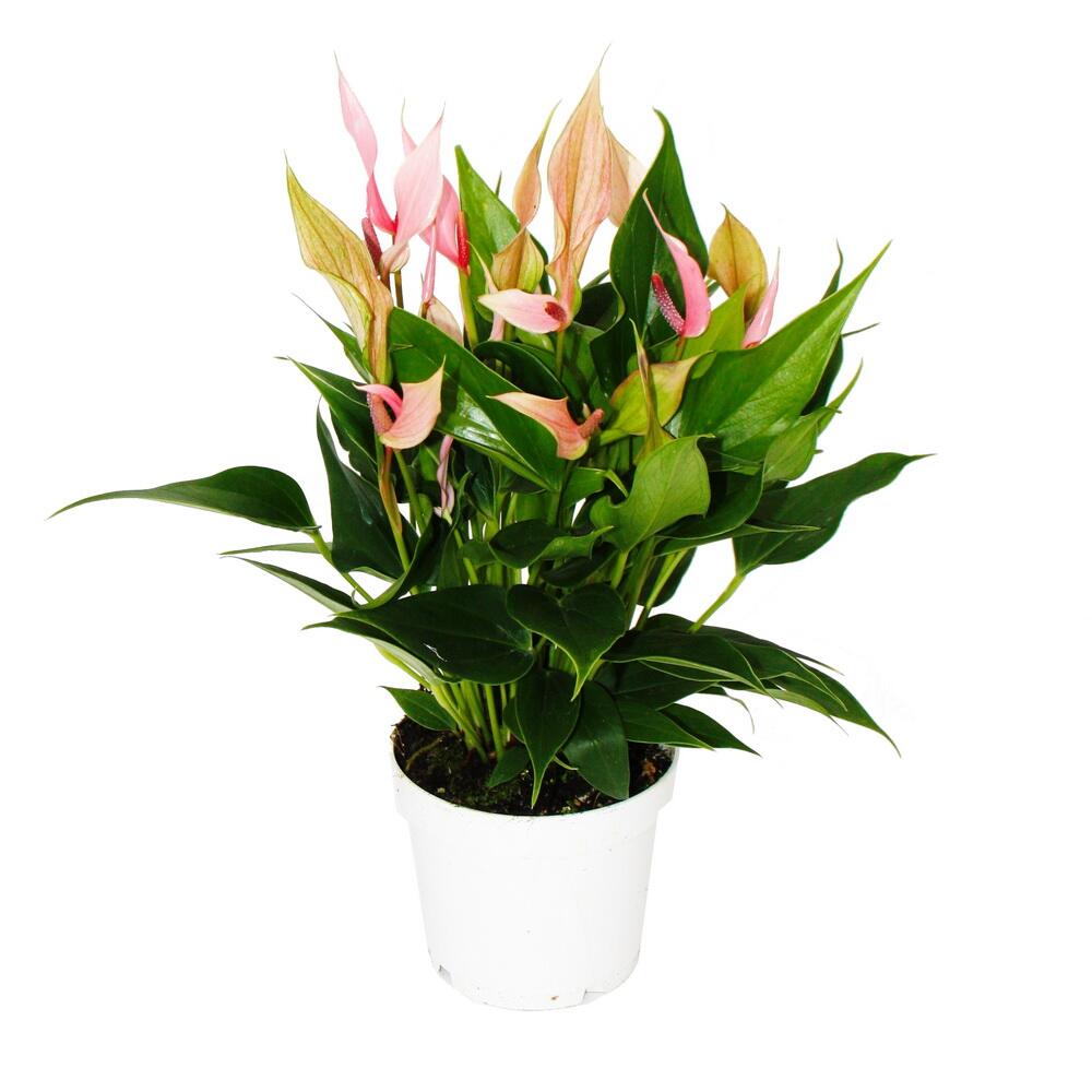 Original shop photograph: flamingo flower, Anthurium andreanum, 12cm pot, small pink flowering form, Lilli