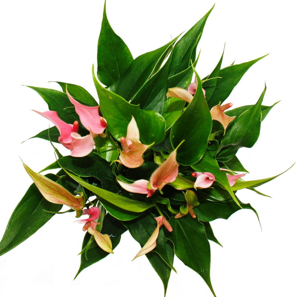 Original shop photograph: flamingo flower, Anthurium andreanum, 12cm pot, small pink flowering form, Lilli