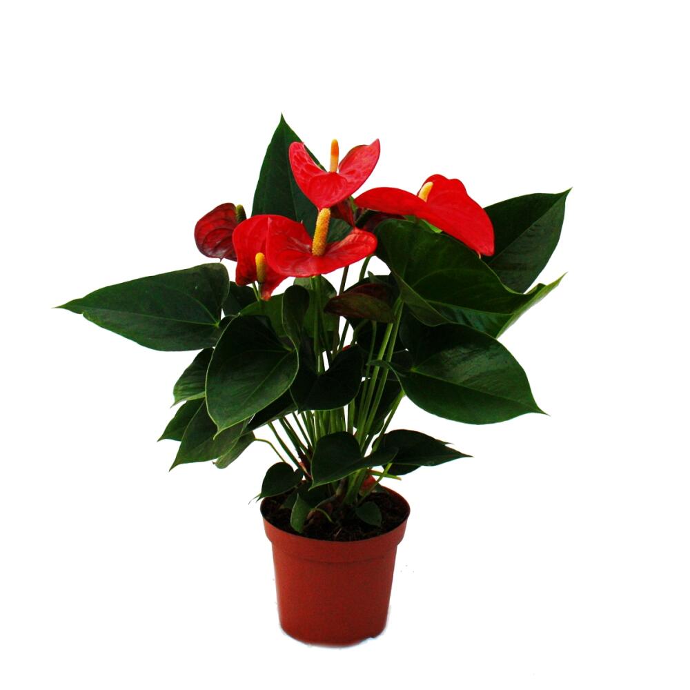Unchanged clean original Anthurium Sierra Red: whole plant